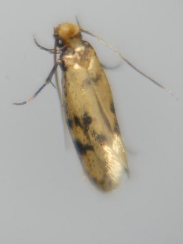 Tinea basifasciella